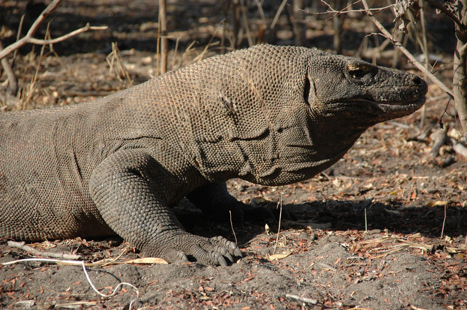 Komodo Travel Pictures: Indonesia, Komodo dragon, Monitor Lizards ... - Komodo Island Snorkeling